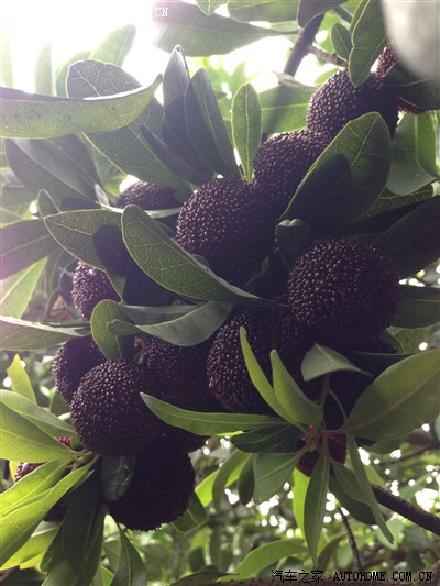 杨梅打个小广告,版主留几天_浙江