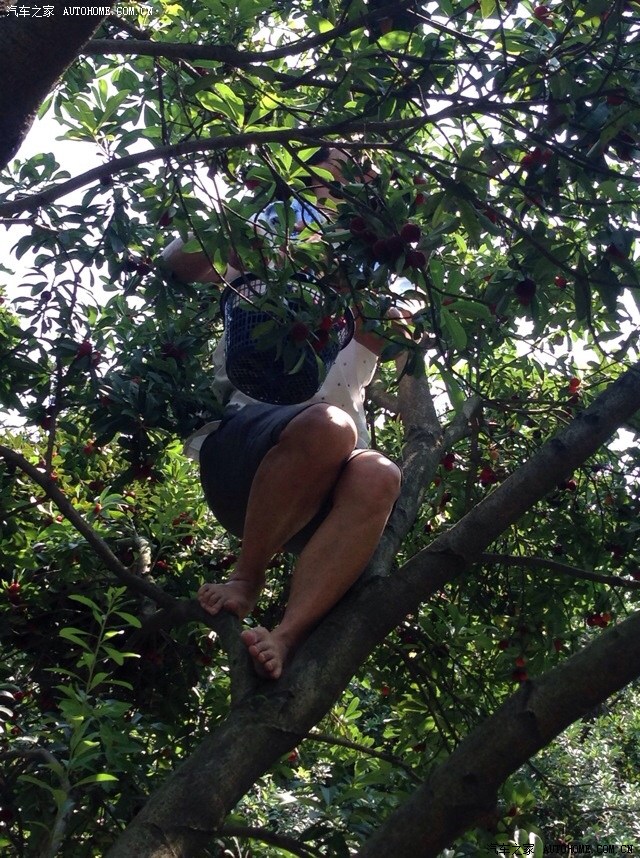 【图】杨梅打个小广告,版主留几天