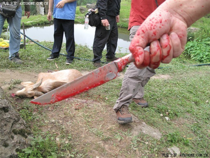 血腥(与玉林狗肉无关)!未成年人勿进,谢谢!