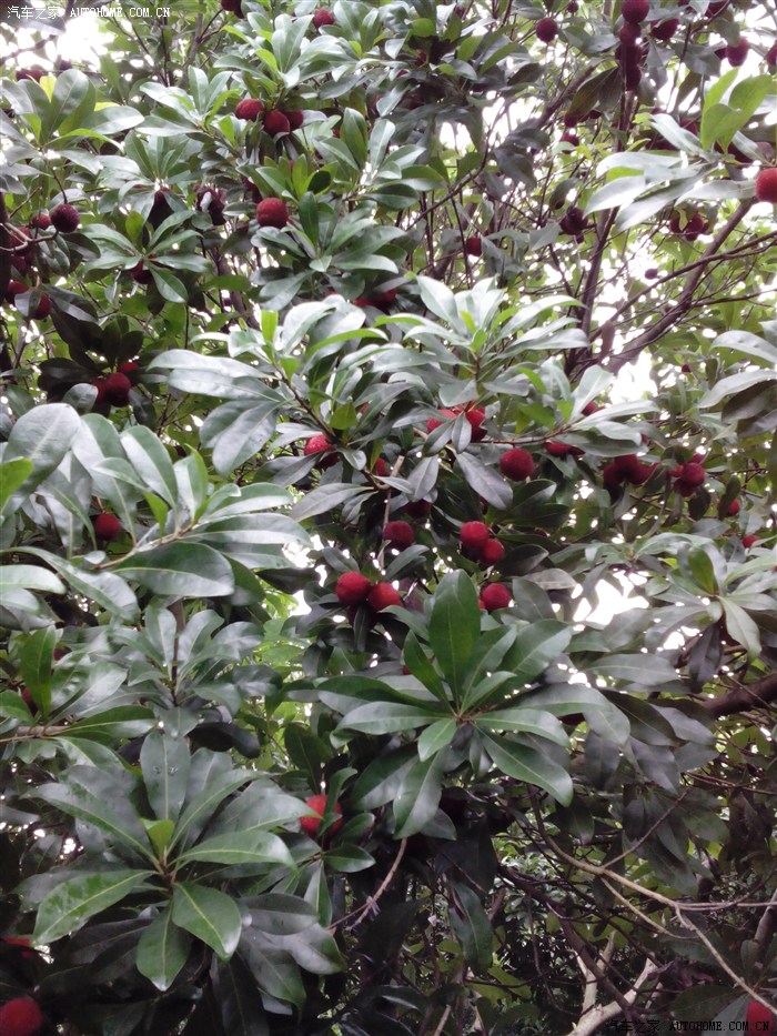 【图】吃杨梅喽!树上实在是太多了!