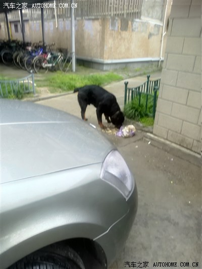 养狗和杀狗吃狗是不同的事,呼吁爱狗人士文明