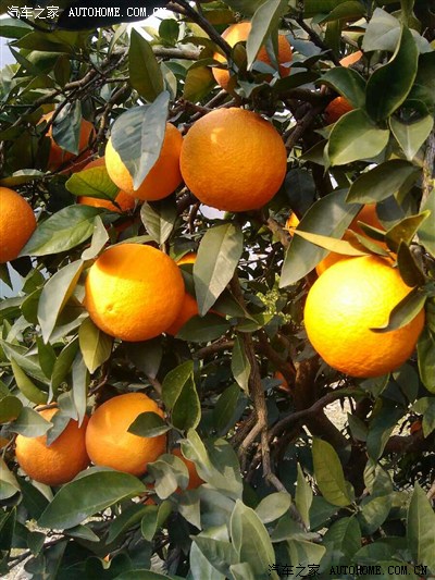 我的黄龙,我做主。