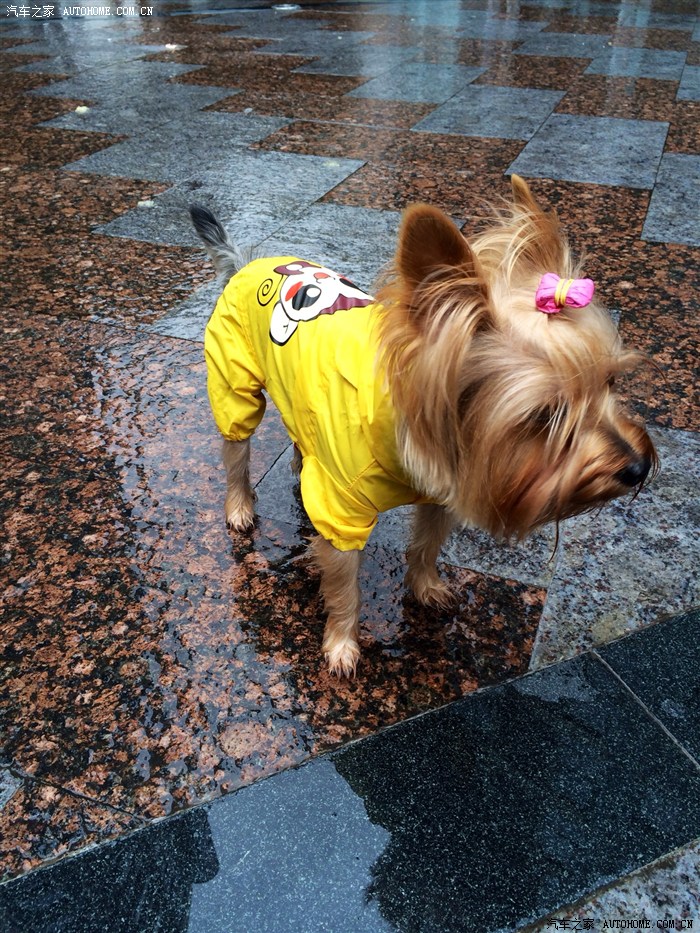 【图】讨厌讨厌讨厌_上海论坛_汽车之家论坛