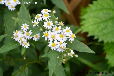 青岛出发 黄山自驾游