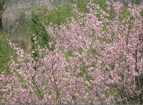 【图】枣庄众致汽车车友爱心自驾游圆满结束