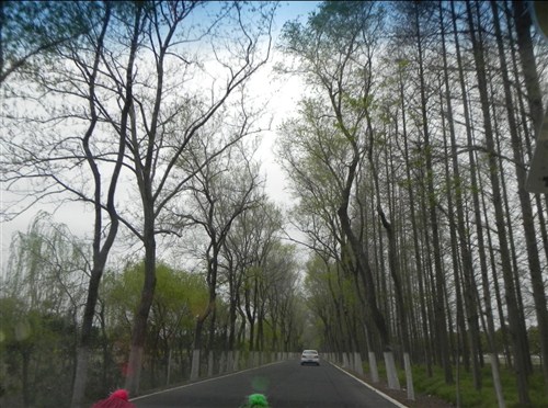 【图】购车踏青,从上海瑞众出发崇明自驾游!