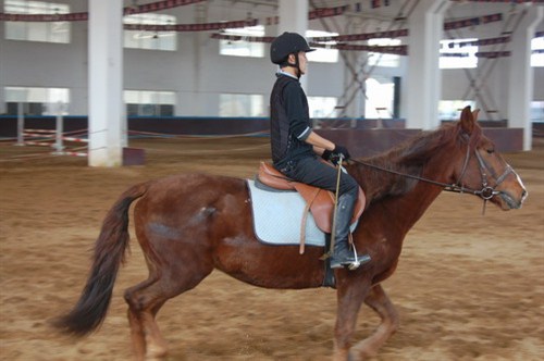 【图】潍坊广宝 悦动骑士风范 尊享马术之旅