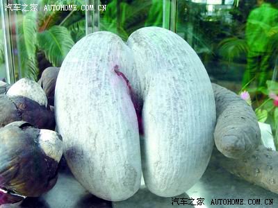 惊奇:海椰子 花朵酷似人体生殖器(图)