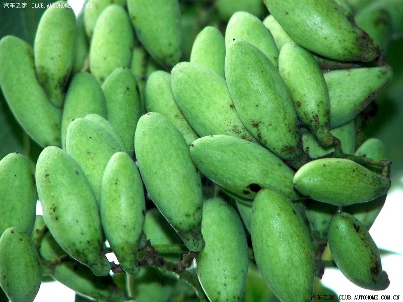 我家的香椿树结果实了,来看看