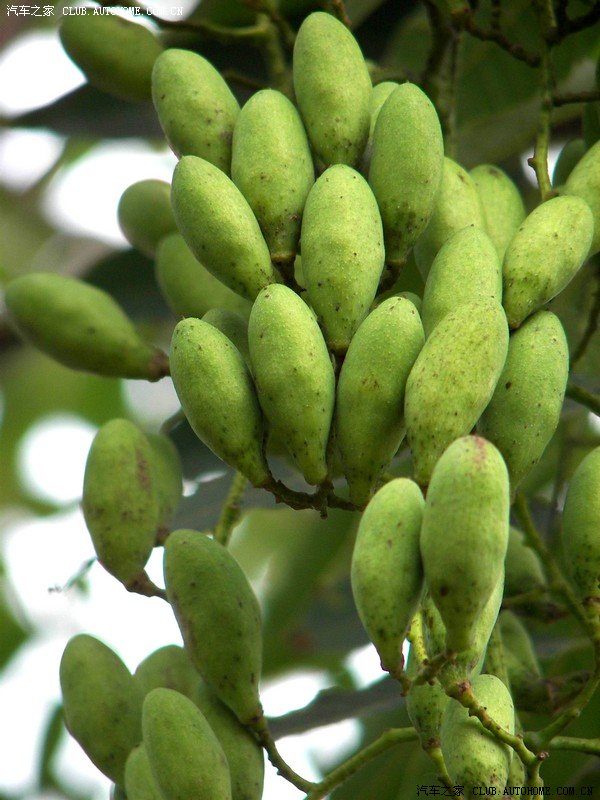 我家的香椿树结果实了,来看看