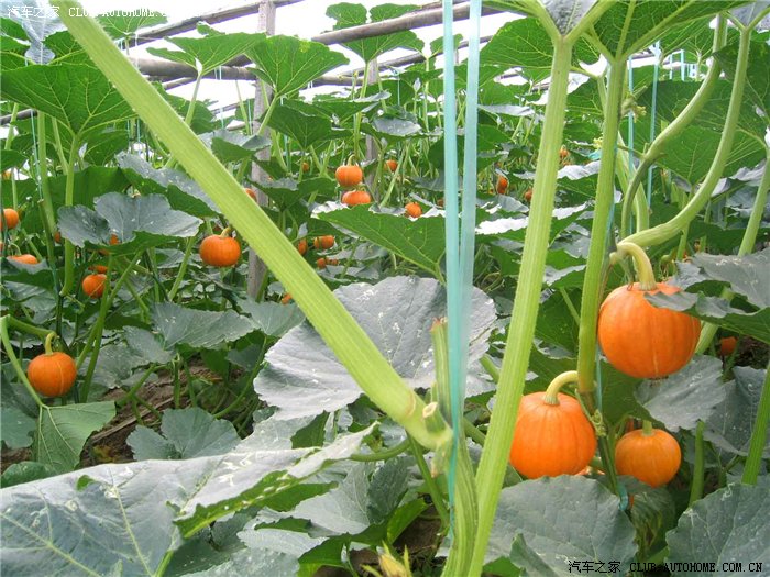 大棚里的南瓜