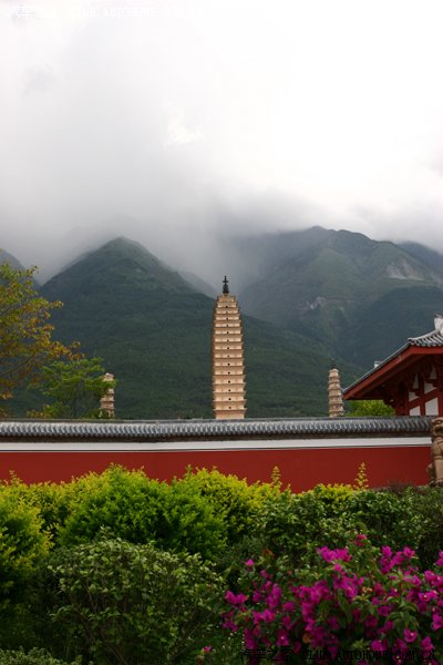 大理金花多图连续中