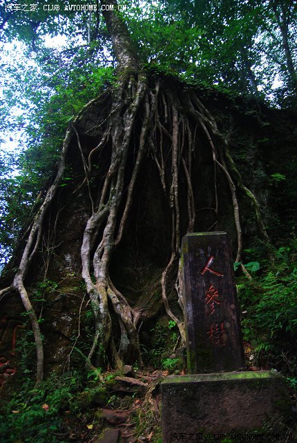 人参树