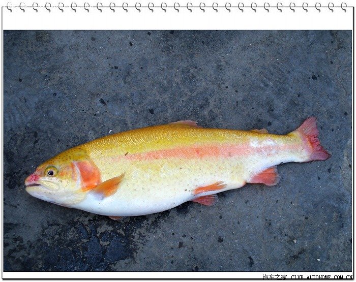 国庆fb行怀柔山吧虹鳟鱼