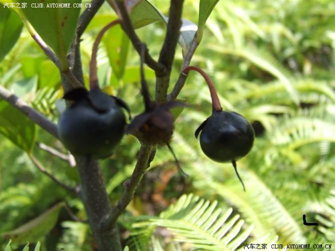 来自农村的野果子你吃过几种