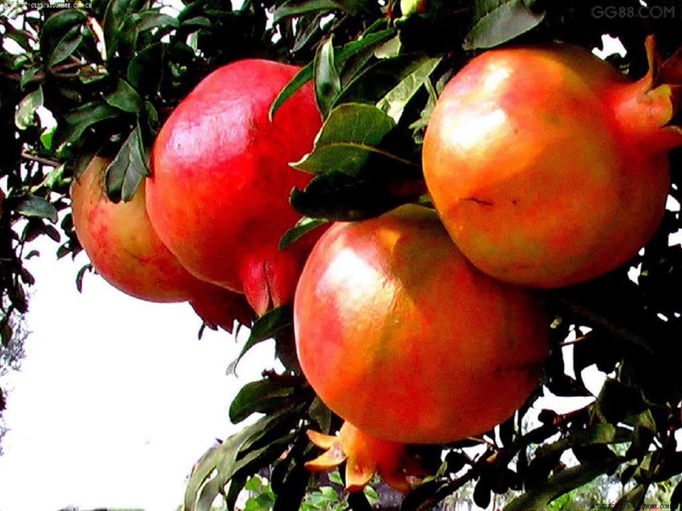 从百花争艳到果实累累