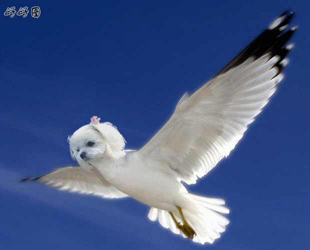 620_500gif 动态图 动图