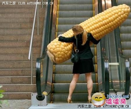 【图】最大的玉米_马自达5论坛_汽车之家论坛