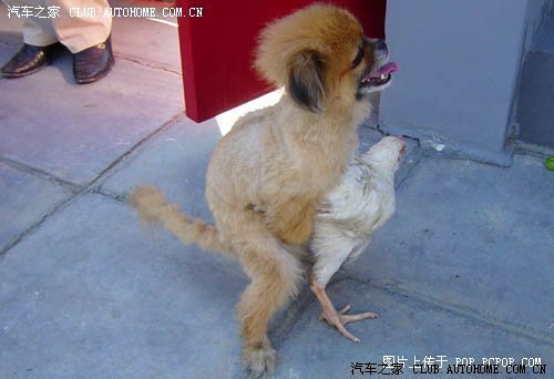 是鸡就能这样当众被qj吗