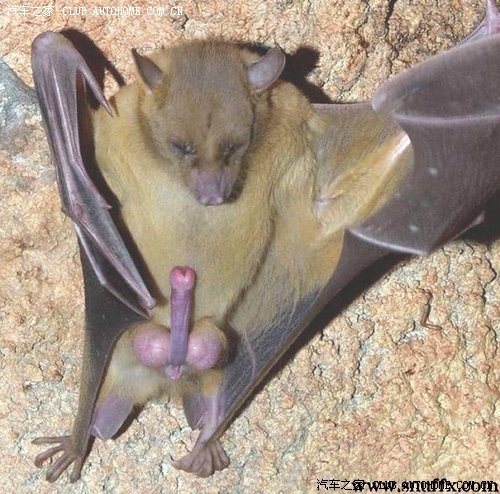 大家来说说保险全保的价格吧(附送大鸡鸡勃起蝙蝠)