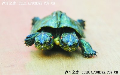 合肥1家鳄鱼园诞生双头乌龟 存活几率较大