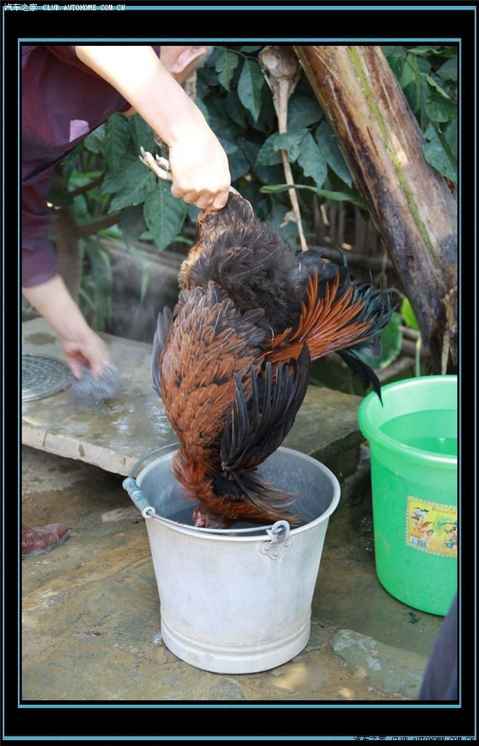 正在杀鸡,看着有些残忍