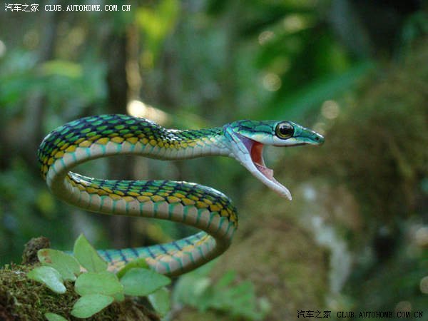 蛇之皇冠蛇之锐志蛇之花冠蛇之威驰美女和蛇