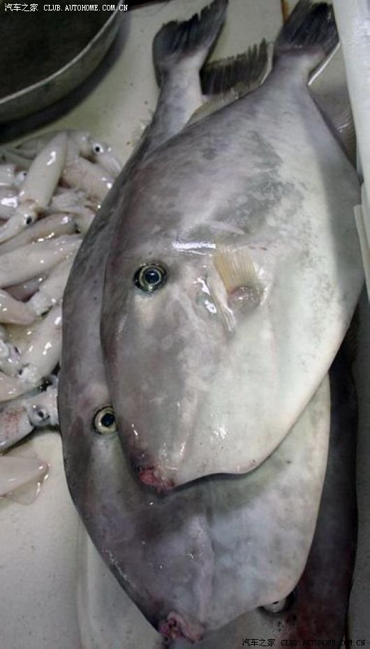 【图】三亚海鲜大全(图片 文字介绍)_自驾游论坛_汽车之家论坛