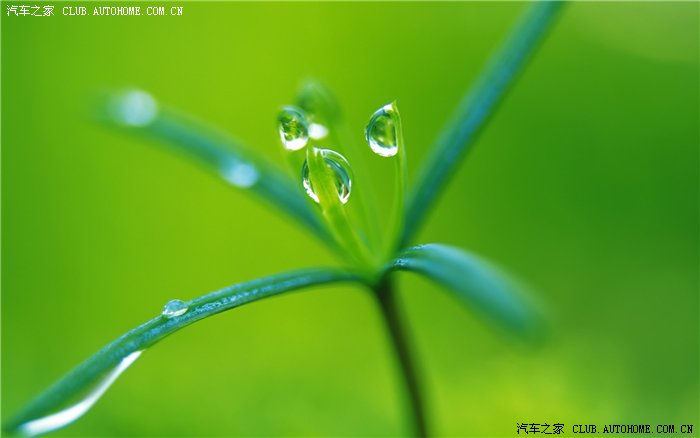 下雨了,发几张绿色好心情