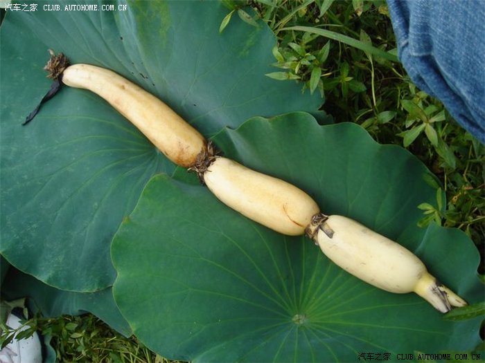 藕还长得不错,脱光让你们看看,养眼一下_福克斯论坛_手机汽车之家