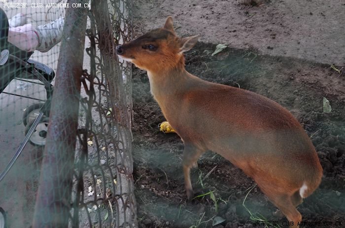 60,这个好像是叫黄鹿