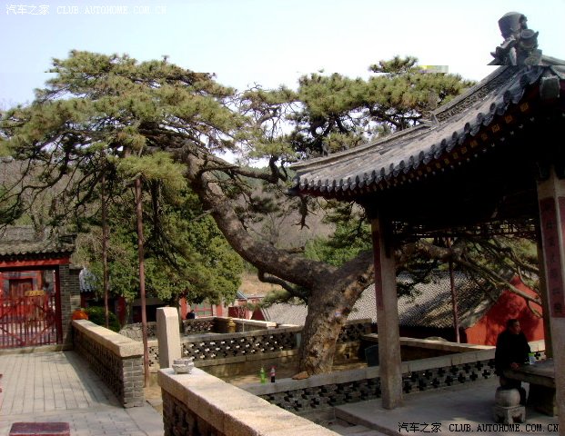 普照寺六朝松