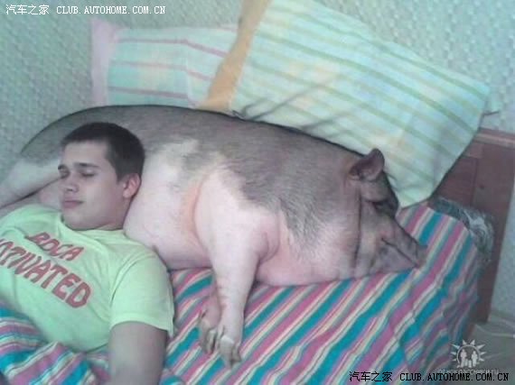 人和猪的合照图片