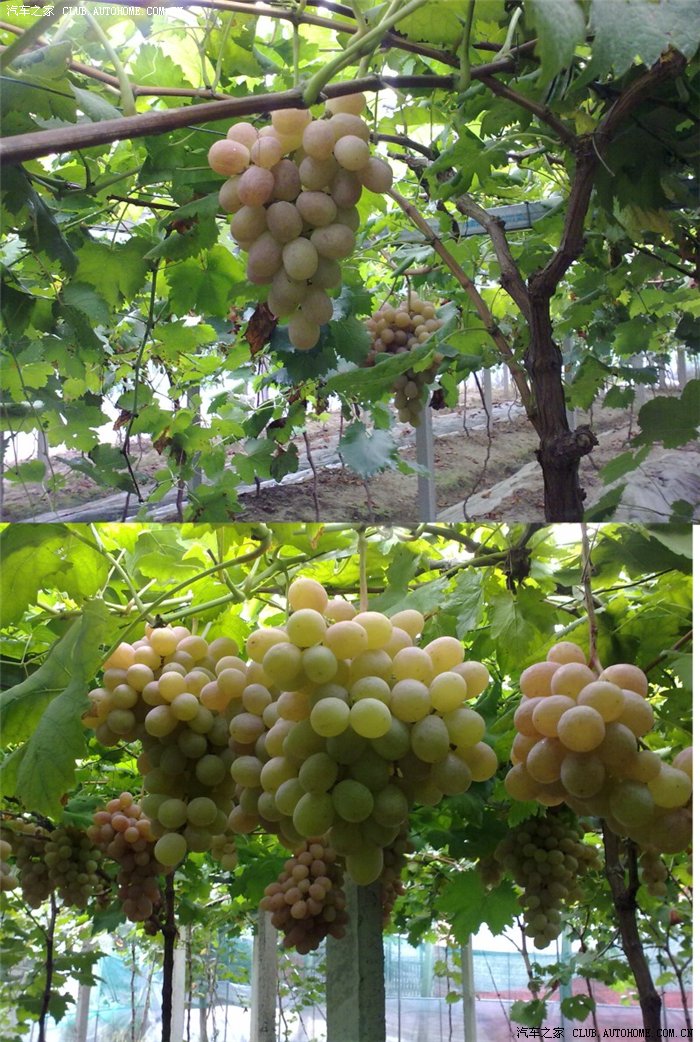 宁波市余姚市临山镇大海与葡萄之旅没有mm(因为有老婆在)