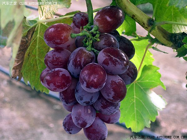 (峰后葡萄)