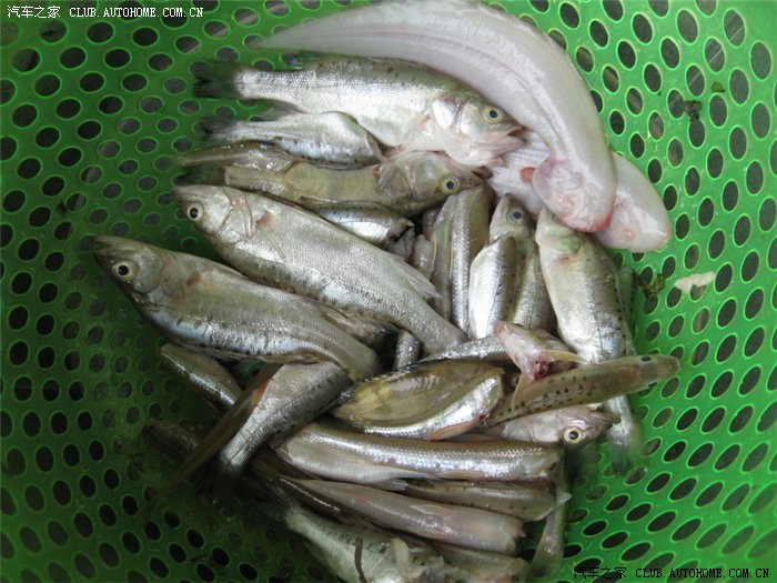 长江里的小鱼,很鲜美!