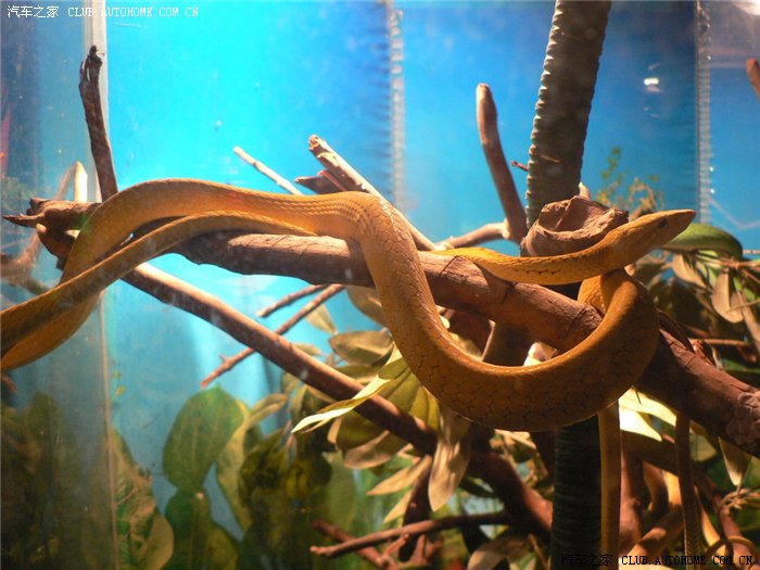 蛇和蜥蜴还有什么六脚恐龙