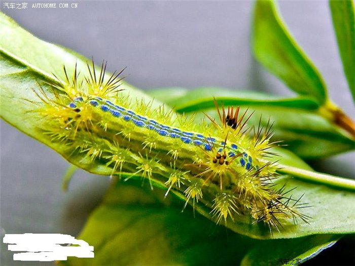 大豆虫 !绿色的