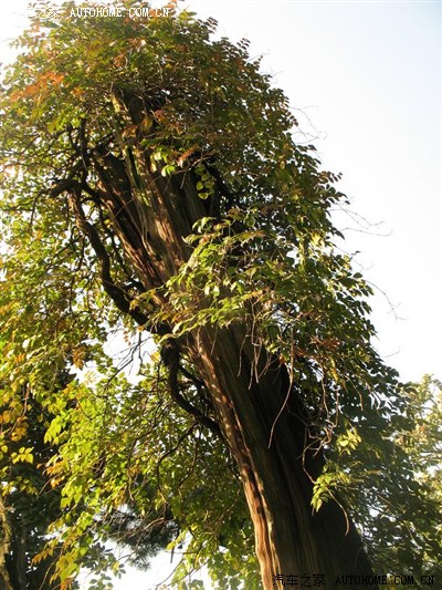 千年古树,青藤缠绕.