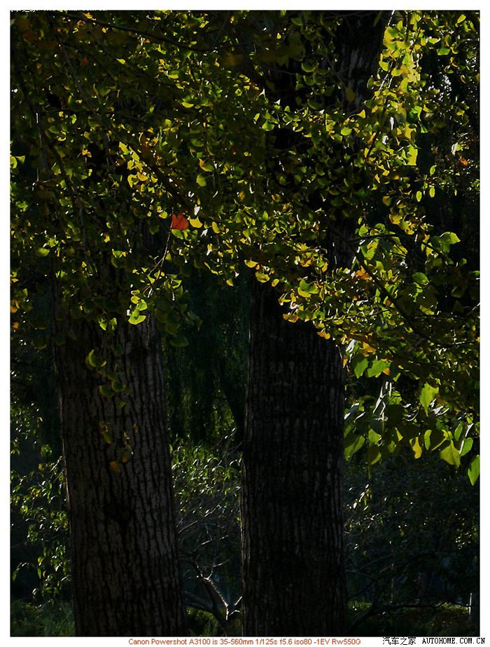 纯逆光下的光影,利用对光测光位置变化,令前后景都达到理想的效果