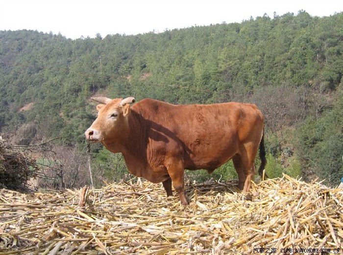 乡村道路牛和羊