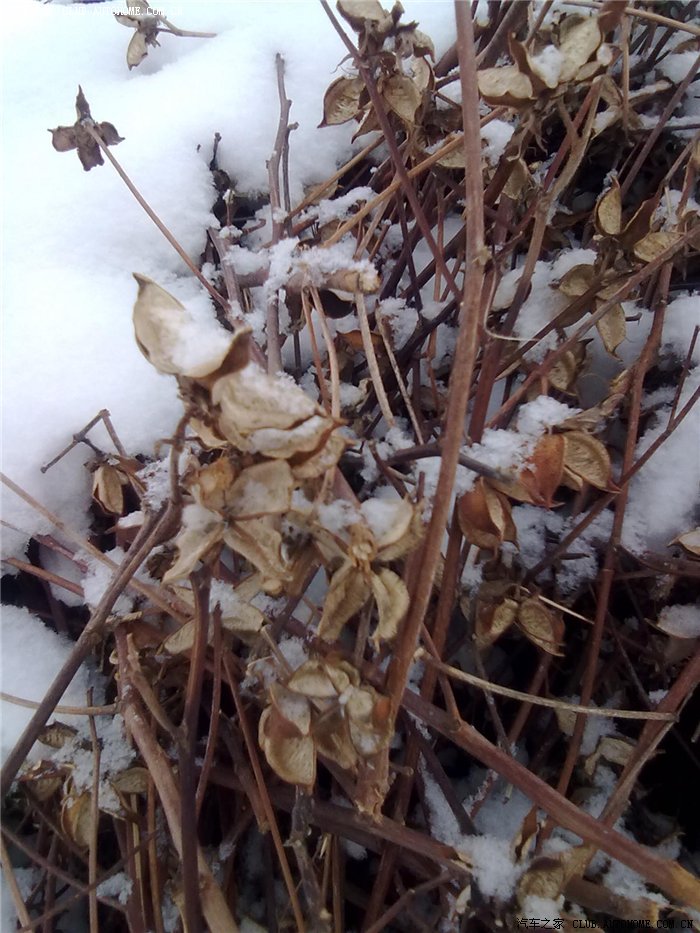 原来是采摘过后的棉花杆.这个东西在新疆可是一宝.