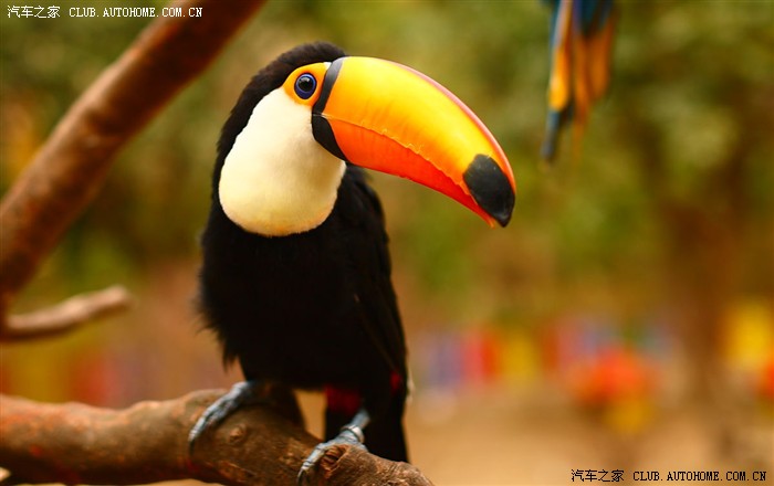 小犀鸟的嘴真漂亮