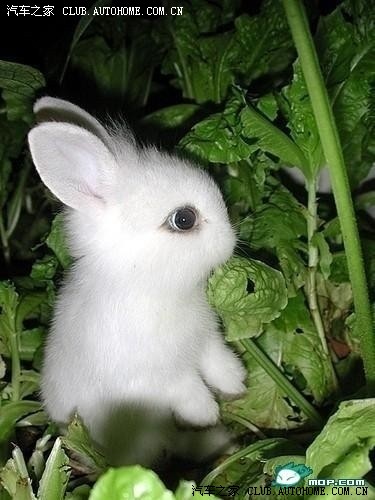 兔兔萌的你心肝跳.