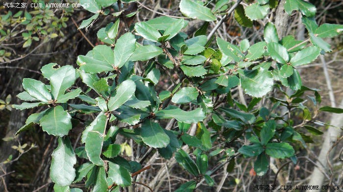 【图】我的自驾游,陕南名山--天竺_普力马论坛_汽车之家论坛