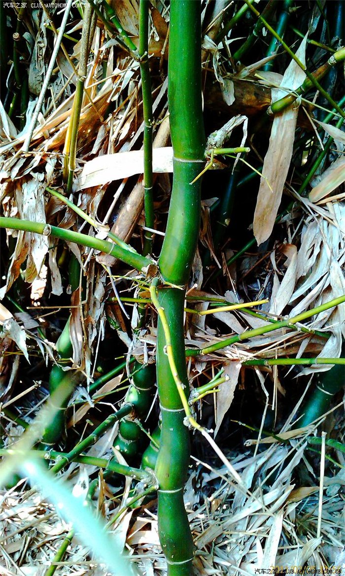 2011春节回家的日子兔年初三四在线直播珍稀竹子兼谈竹子品质