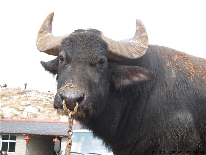 安顺西秀区首届西南牛王争霸赛