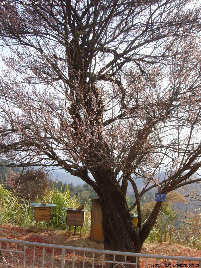 梅县潮塘千年古梅(续)