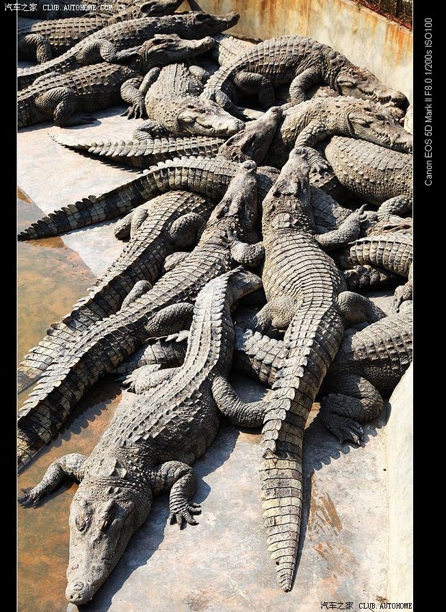 美丽的珠海——鳄鱼岛公园游