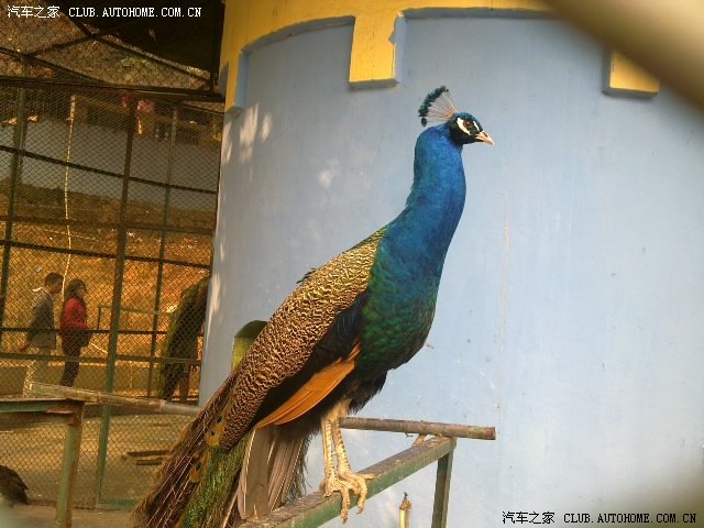 【【福建过年游玩莆田动物园】】【【美女拔凤毛游戏】】